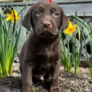 Cooper, Chocolate Labrador Retriever Puppy